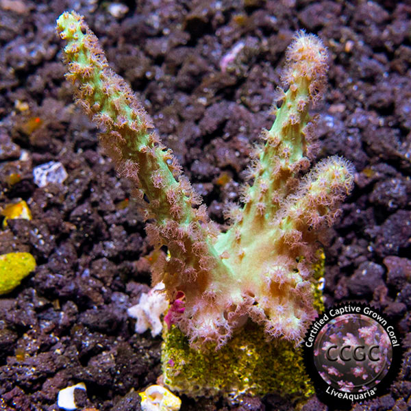 LiveAquaria® CCGC Aquacultured Neon Green Sinularia Coral